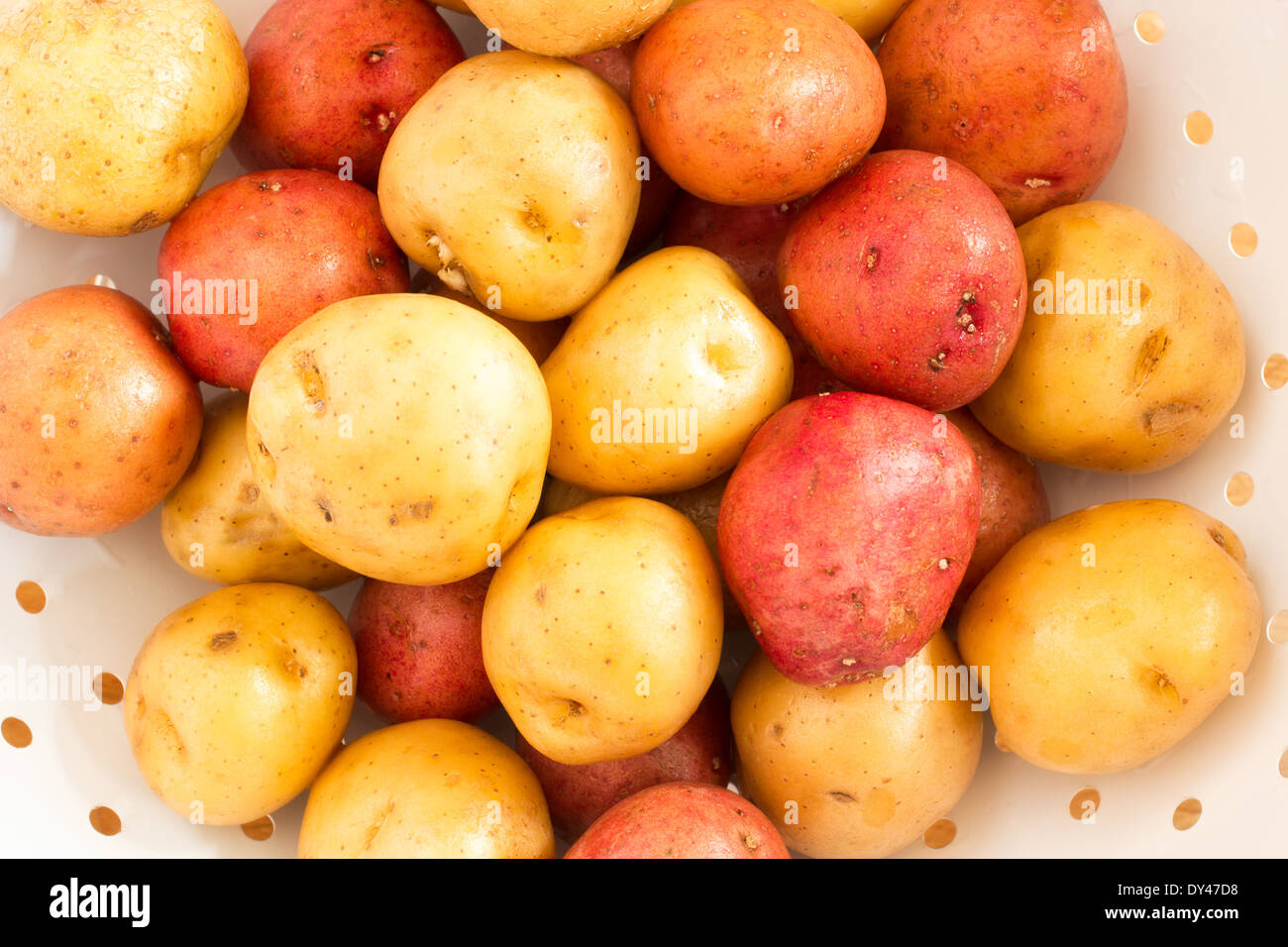 Goldene und rote Babykartoffeln in weißen Sieb gewaschen Stockfoto