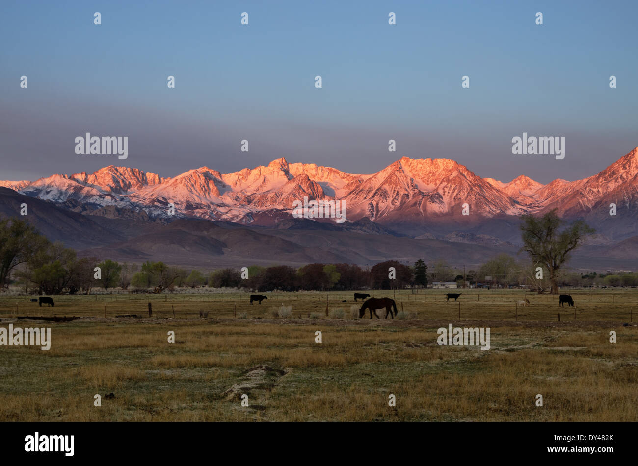 ländliche Mountain Sunrise mit Schnee verkleidet die Berge der Sierra Nevada vom ersten Licht und Pferde und Kühe auf einem Feld in Bischof beleuchtet Stockfoto