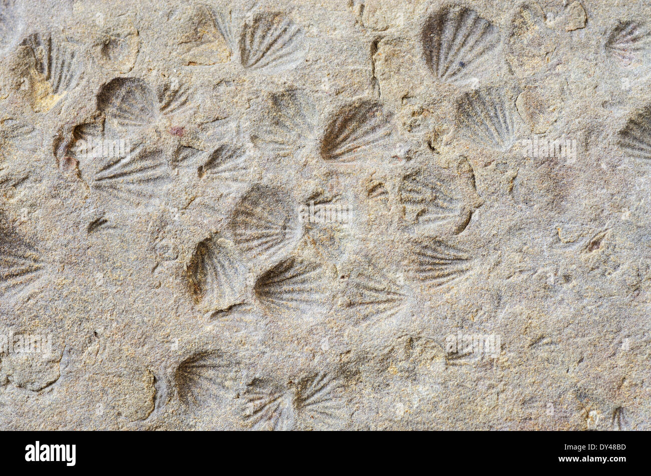 kleine Schale Impressum Fossilien in Schiefergestein Stockfoto