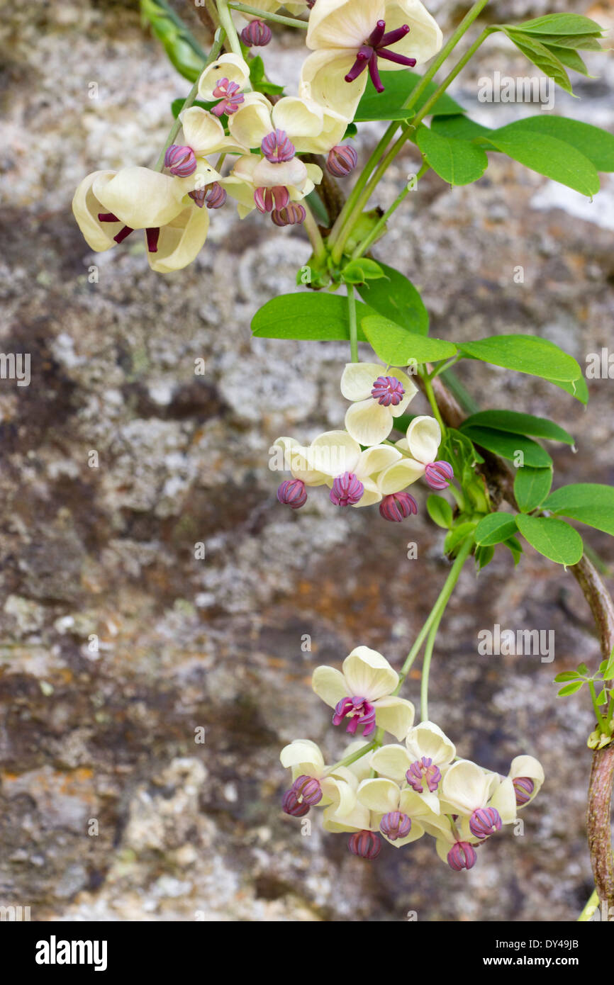 Kleinere männliche und größeren weiblichen Blüten der Creme Form der Schokolade Rebe, Akebia Quinata. Stockfoto