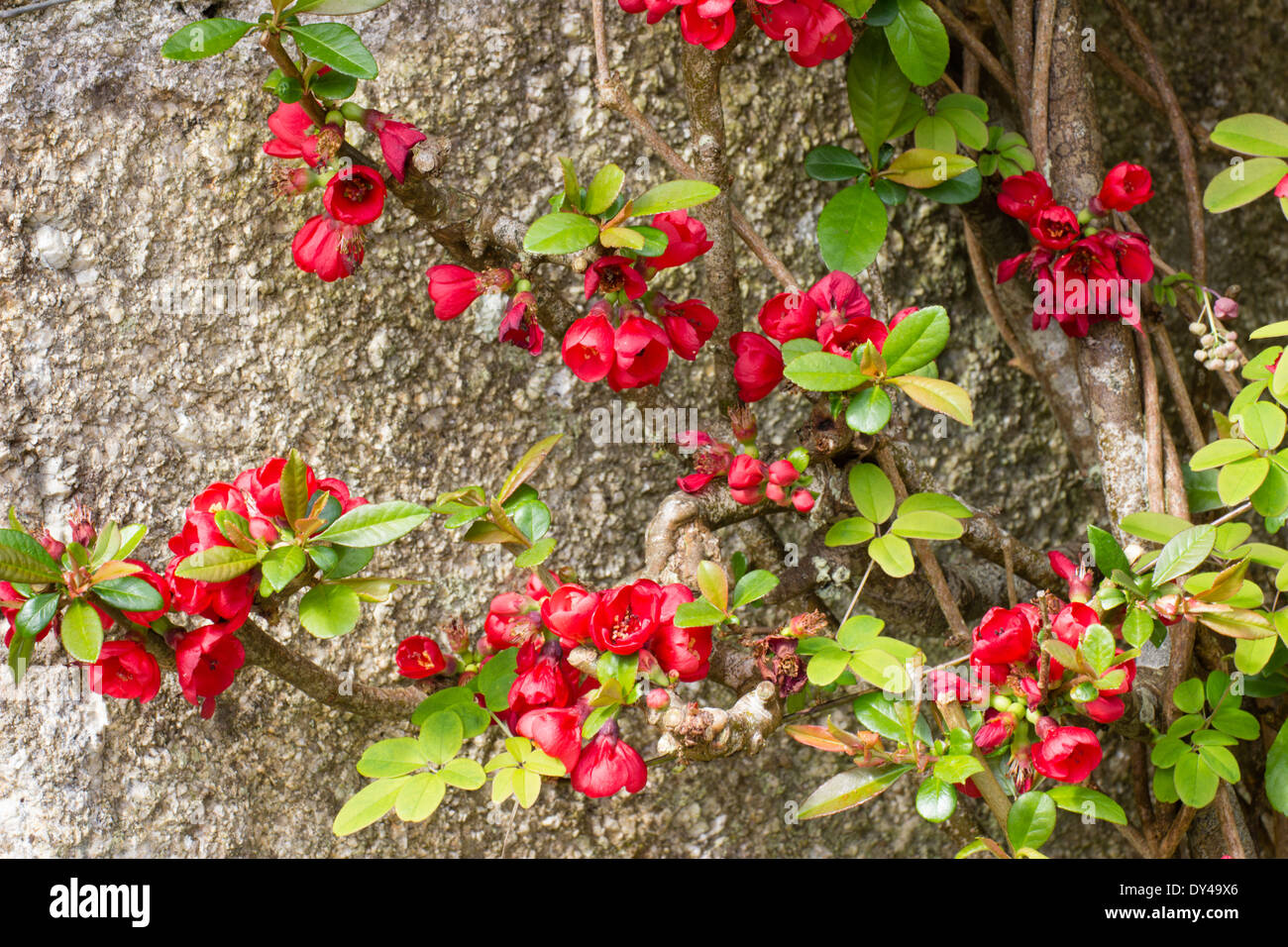 Blumen der frühen Blüte japanische Quitte, Chaenomeles Speciosa 'Brilliant' Stockfoto