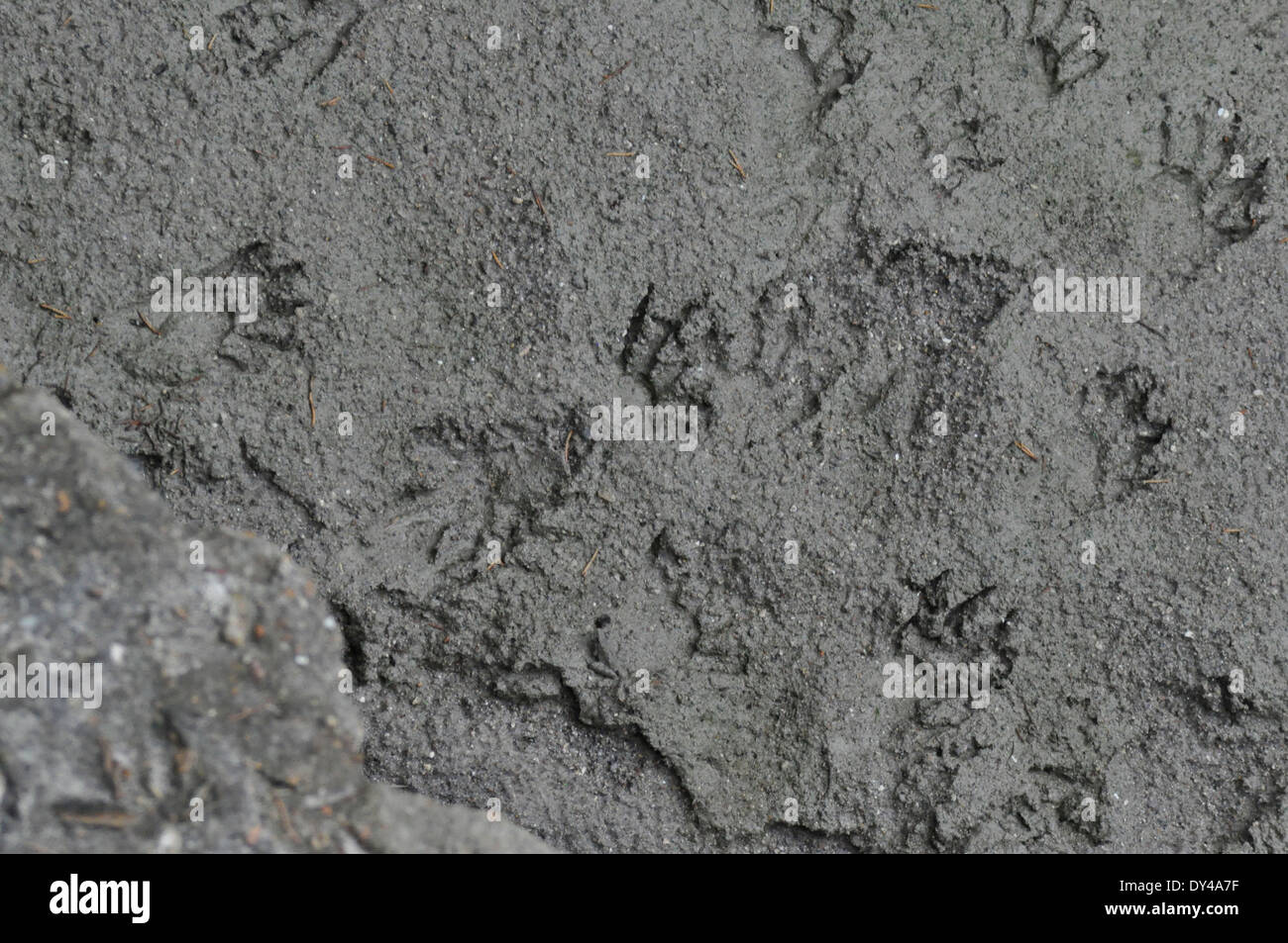 Waschbär-Spuren im grauen Schlamm Stockfoto
