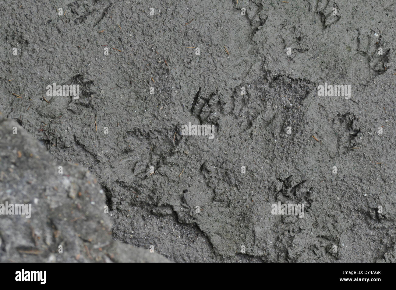 Racoon Spuren im grauen Schlamm Stockfoto