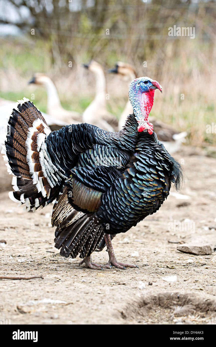 Türkei auf dem Bauernhof Stockfoto