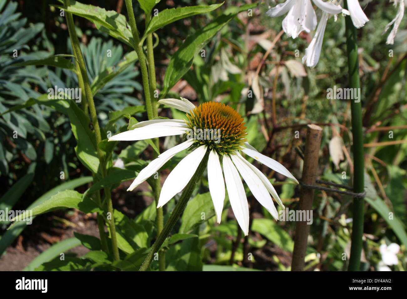 Ein weißes Blütenblatt Blume. Stockfoto