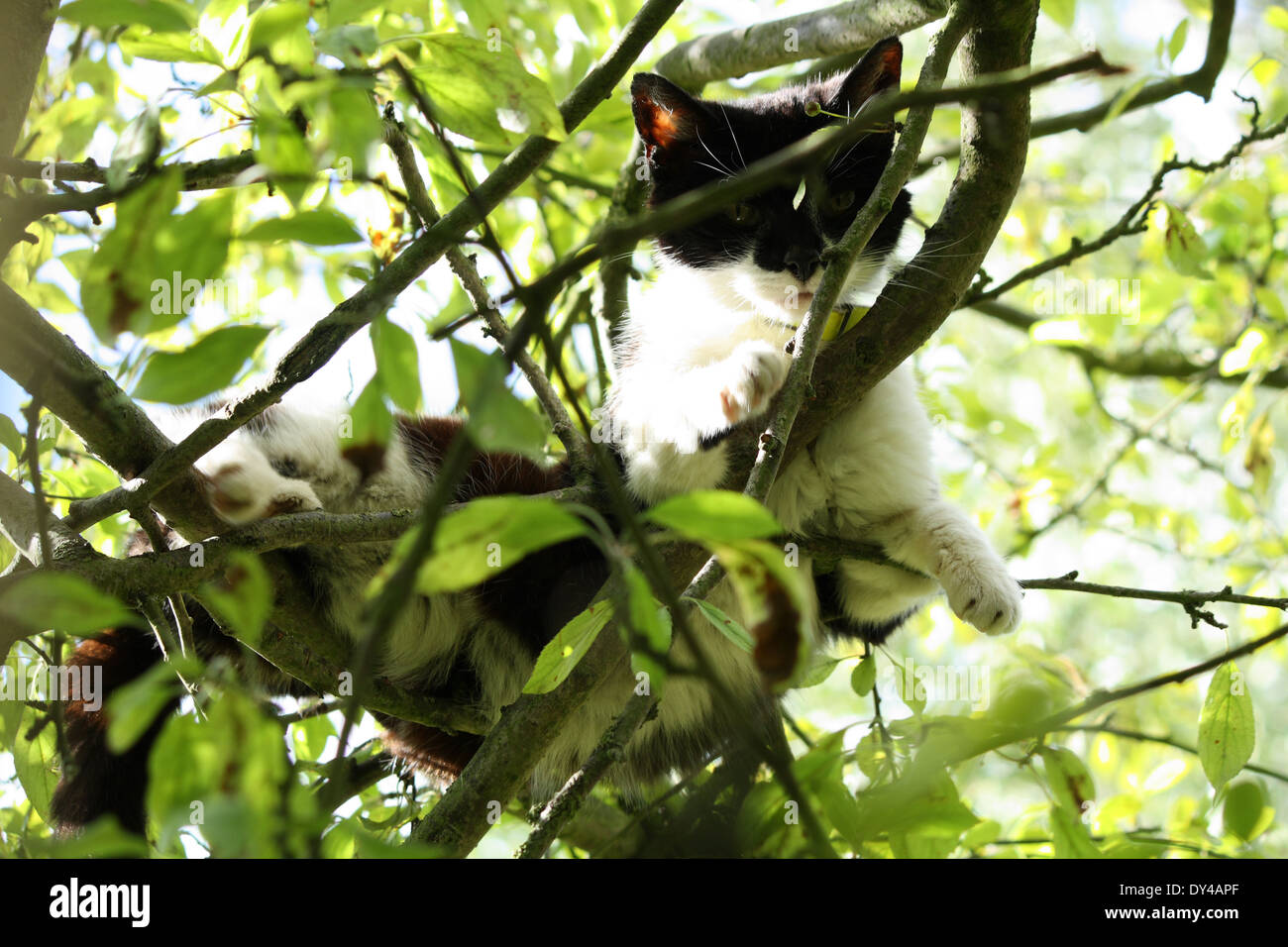 Black Cat Tree Fotos Und Bildmaterial In Hoher Aufl sung Alamy black-cat-tree-fotos-und-bildmaterial-in-hoher-aufl-sung-alamy