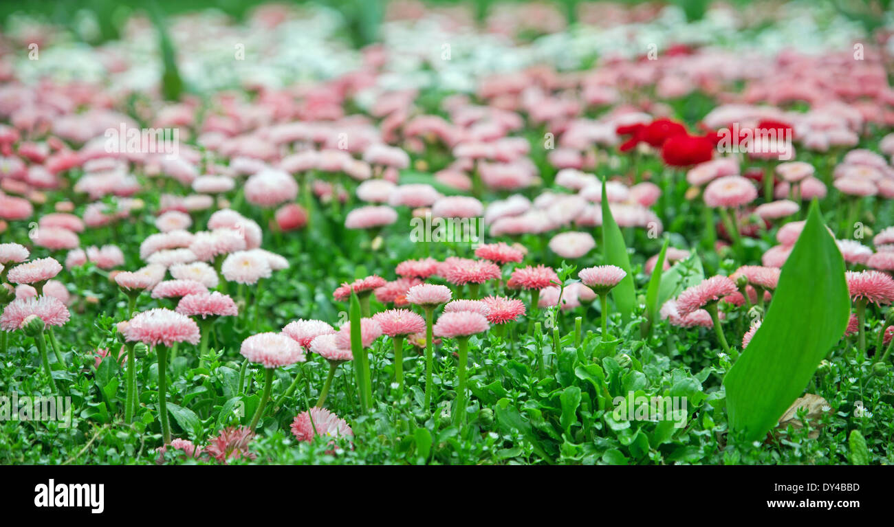 Panoramablick auf Bett von Blumen Stockfoto