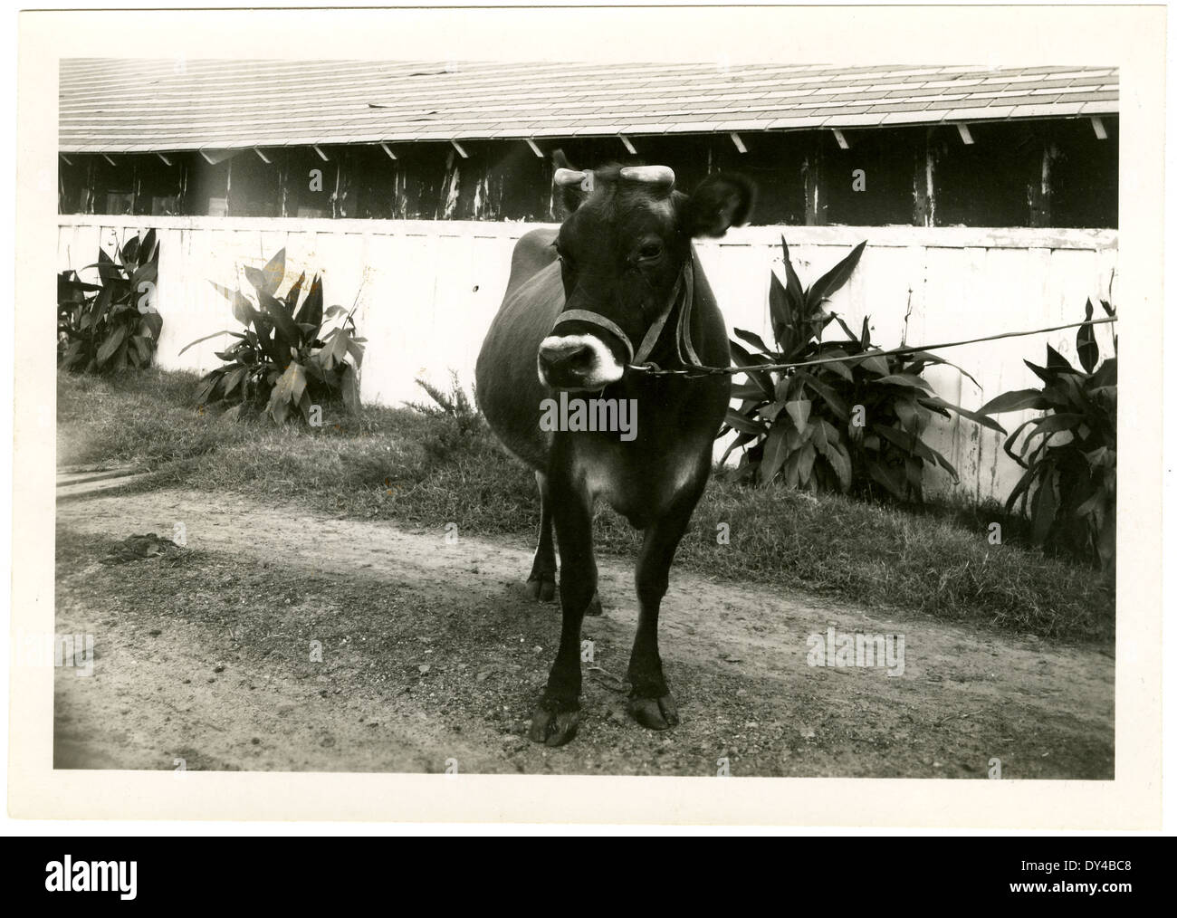 Reparaturen am Old Capitol Gebäude in Jackson, Mississippi, um 1915, mit Schwerpunkt auf der Erhaltung und historischen Restaurierung. Stockfoto
