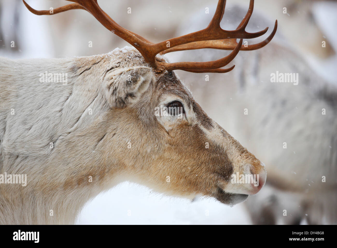 Rentiere hautnah Stockfoto