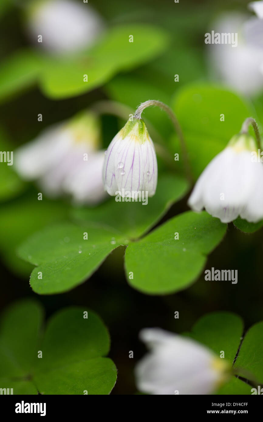 Frühling Holz Sorrell, Oxalis Acetosella, Blume in einem walisischen Wäldern Stockfoto