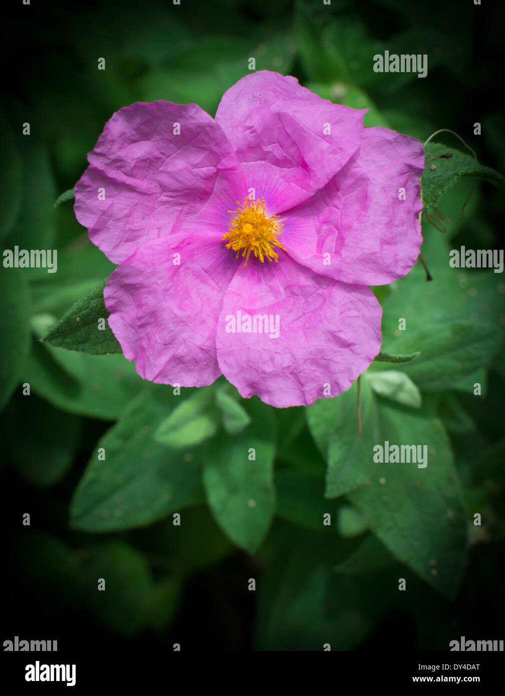 Weich behaarte Zistrose Cistus Creticus vertikale. Rosa Wildblumen native rund um das Mittelmeer. Stockfoto