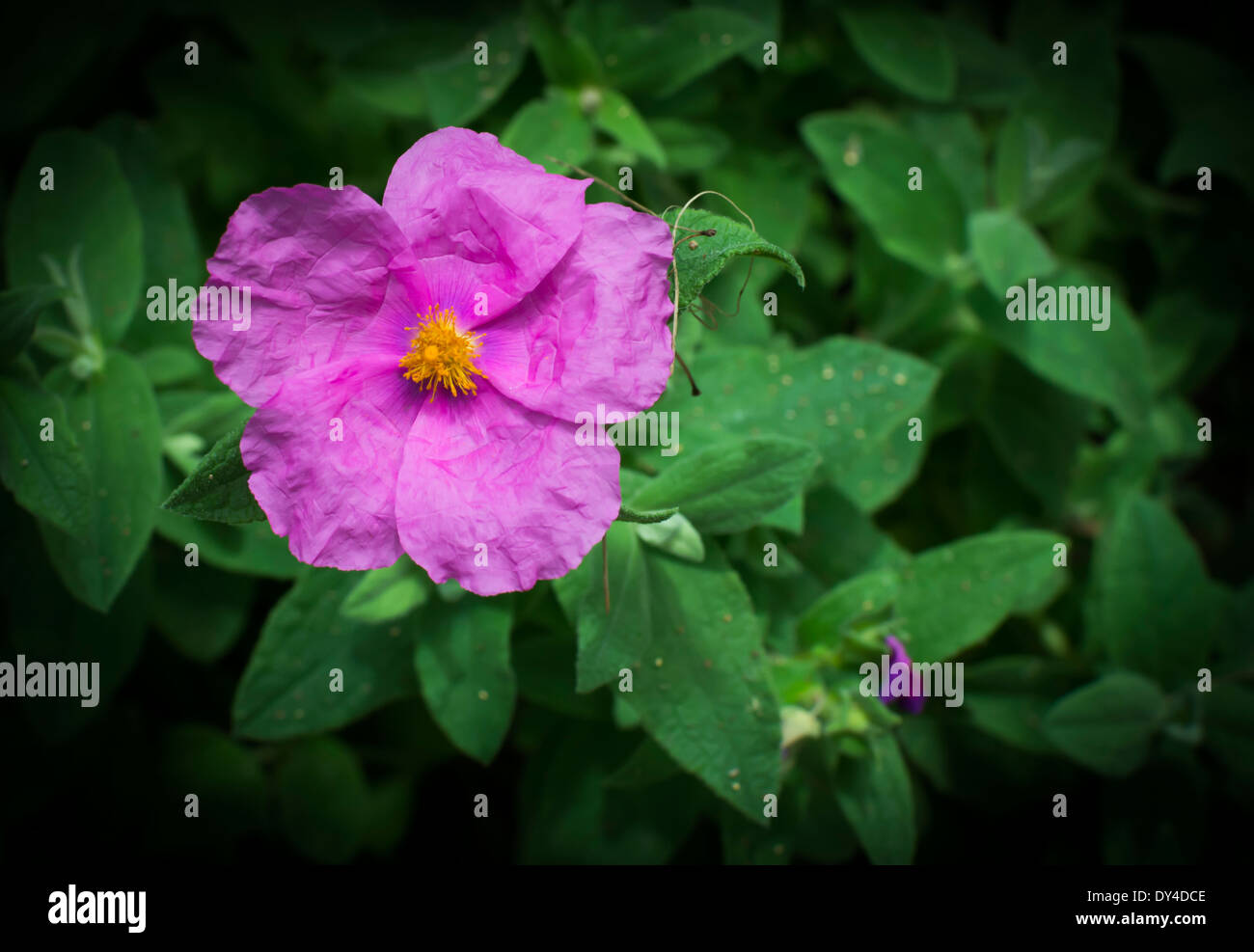 Weich behaarte Zistrose Cistus Creticus horizontale. Rosa Wildblumen native rund um das Mittelmeer. Stockfoto