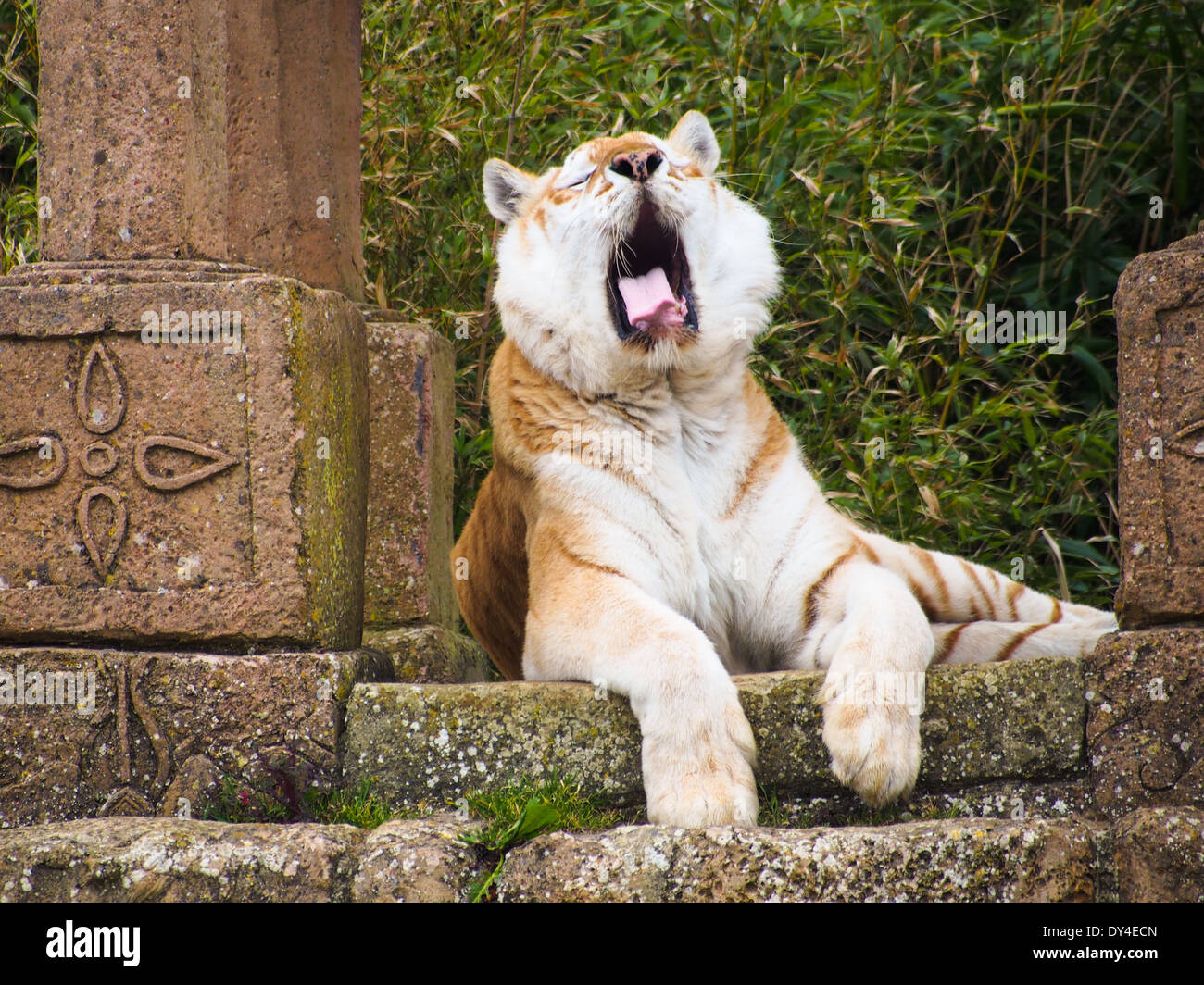 Diamant, vernetzten eine Bengal Tiger in der Isle Of Wight Zoo. Diamanten-Eltern sind Träger des weißen Gens. Stockfoto