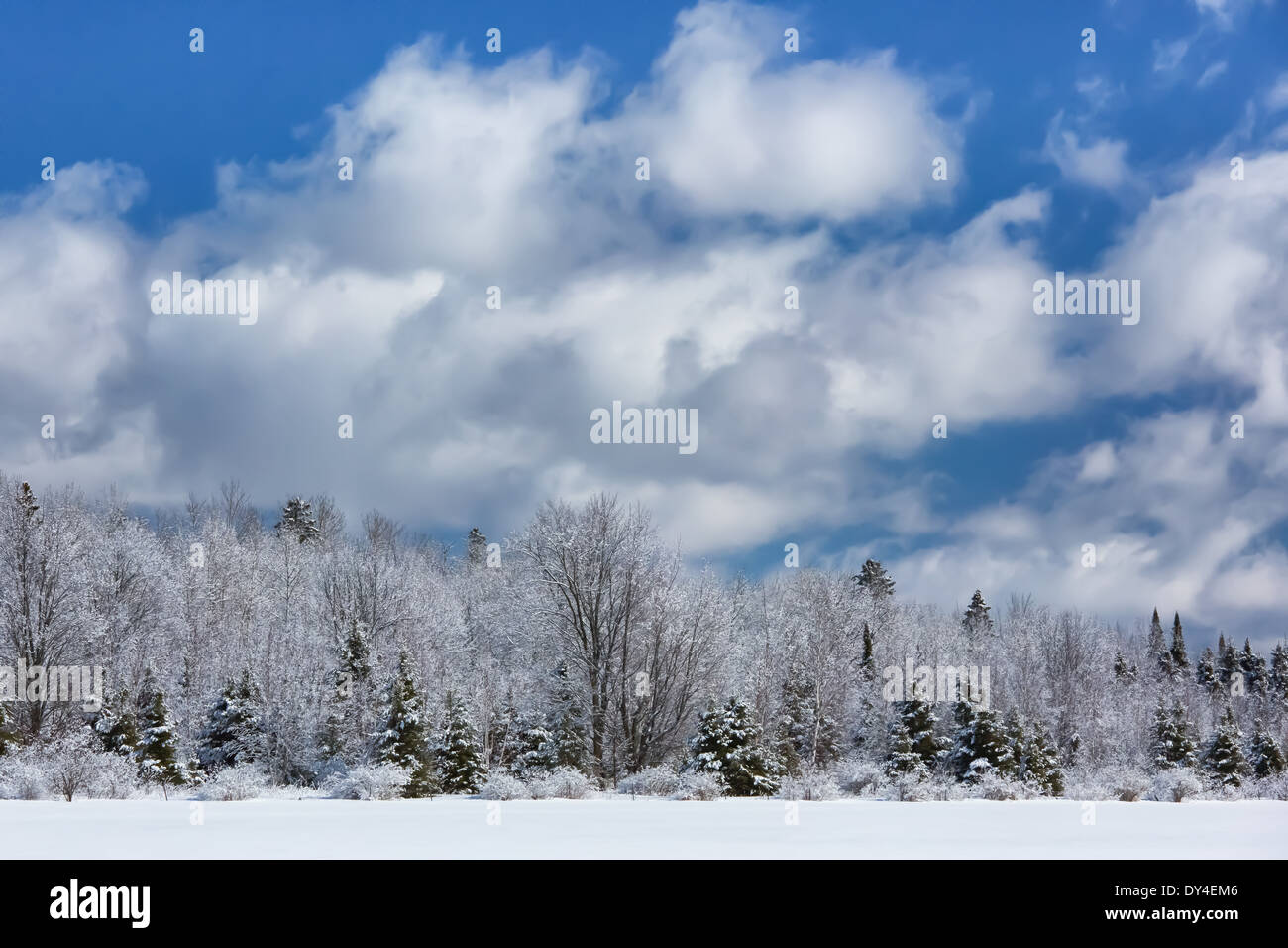 Winterhimmel und schneebedeckte Bäume Stockfoto