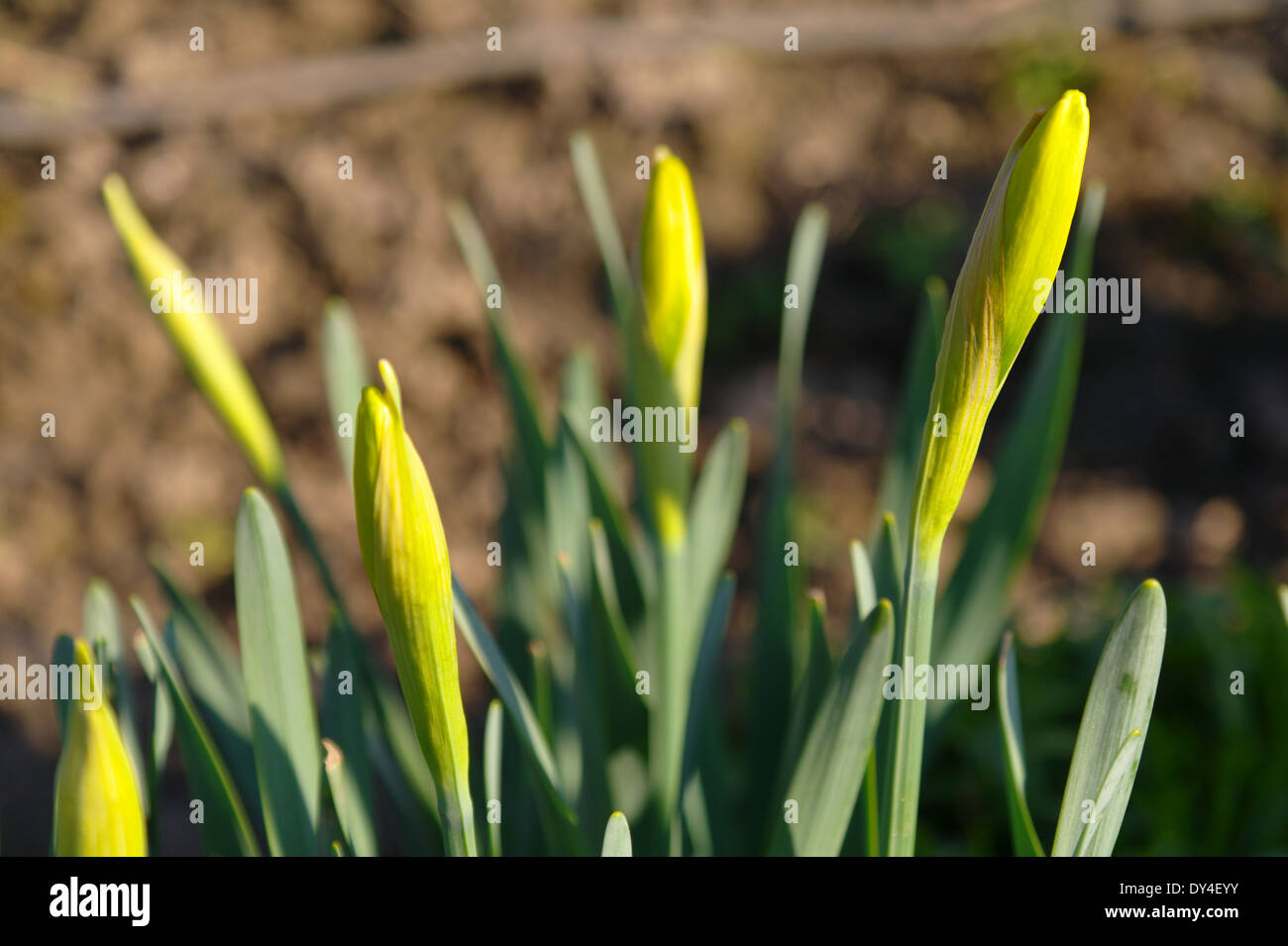 Narcissus jonquilla Stockfoto