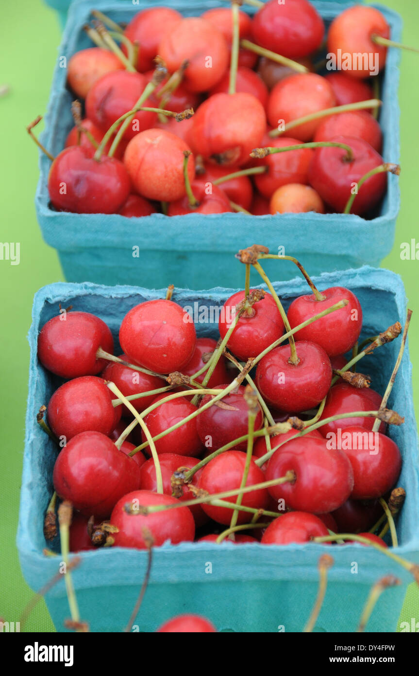 Kirschen sauer auf Verkauf am Bauernmarkt Stockfoto