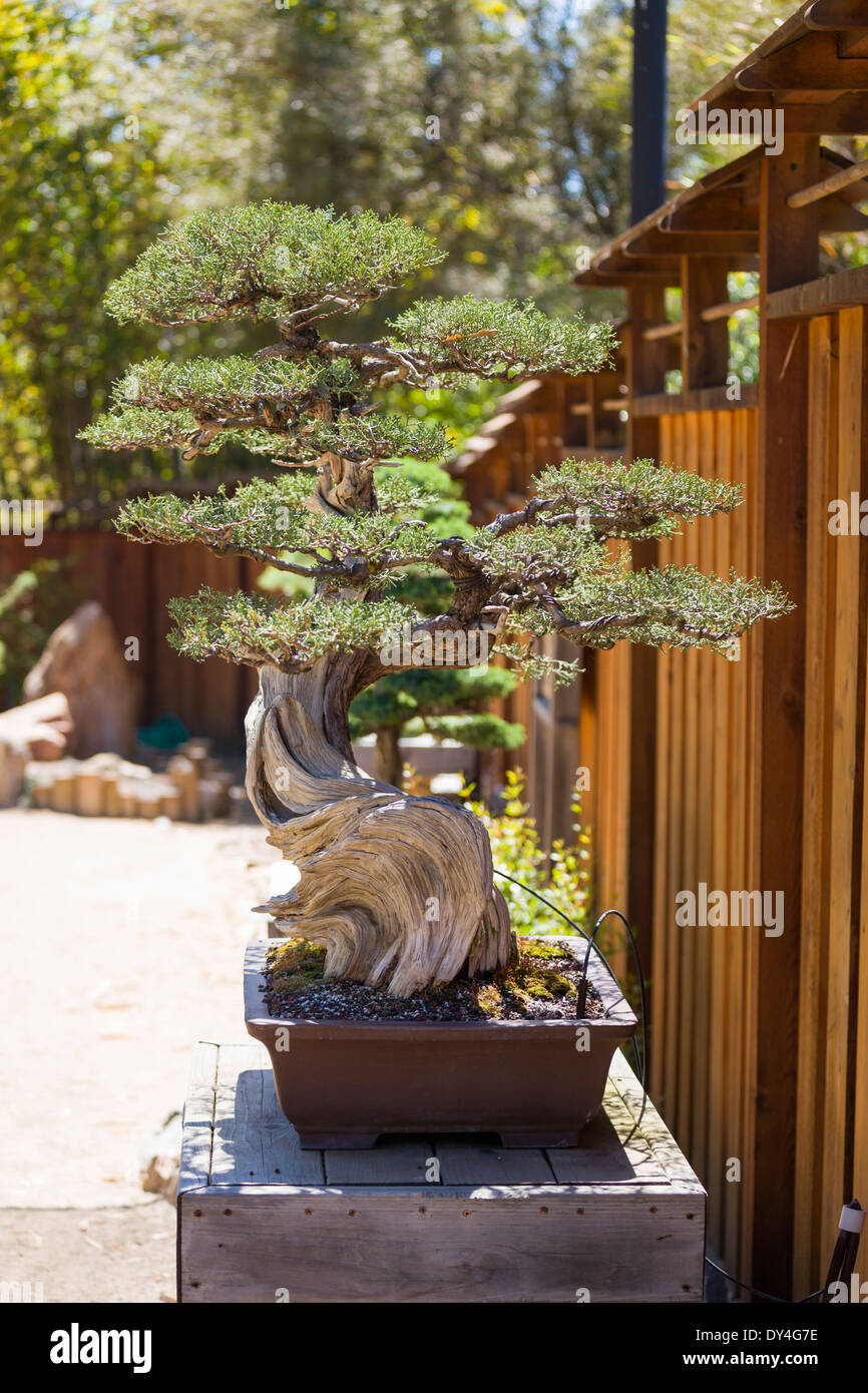 Alter wacholder kiefer stamm -Fotos und -Bildmaterial in hoher Auflsung   Alamy