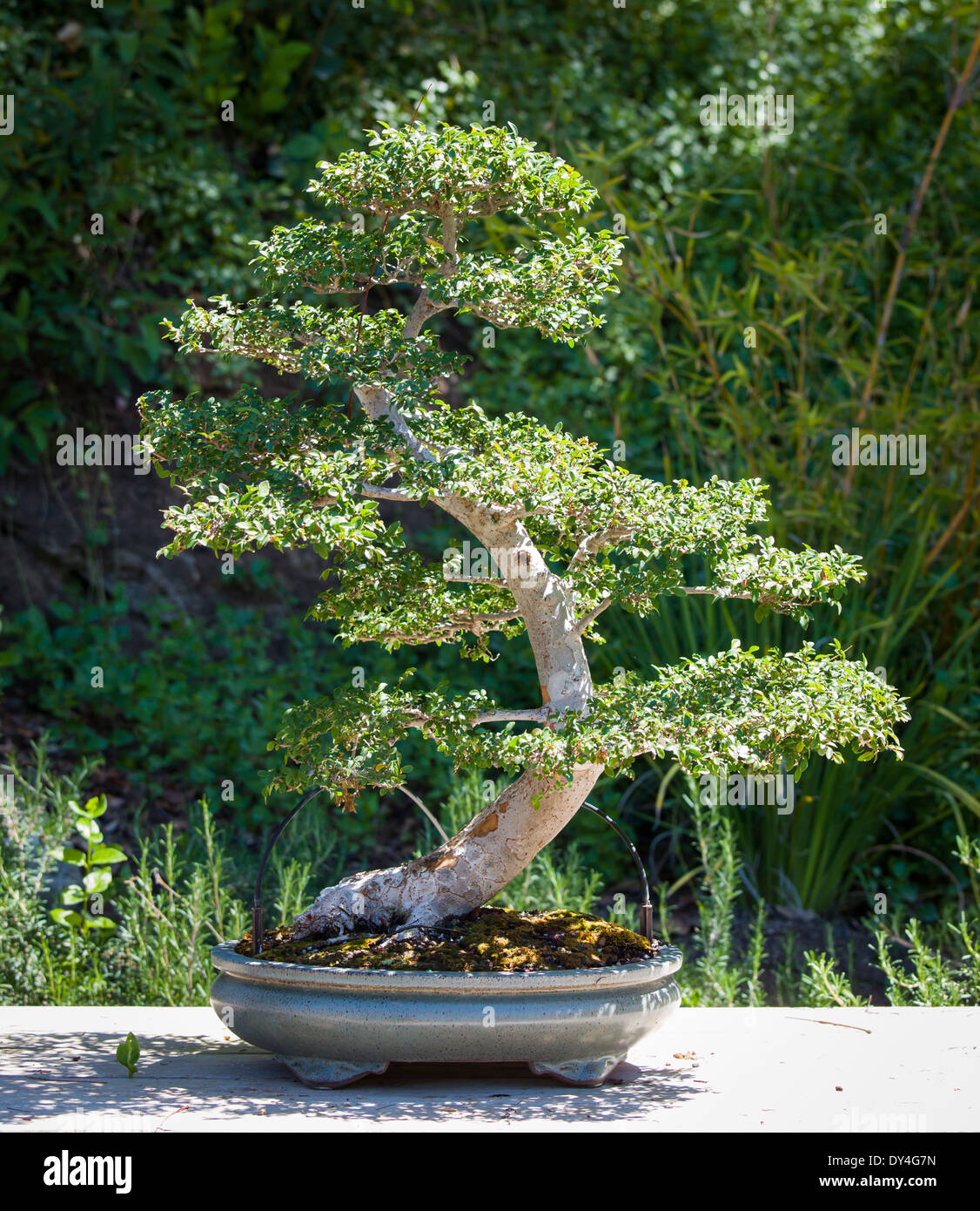 Schne Ulme Bonsai-Baum auf dem Display auerhalb Stockfotografie - Alamy