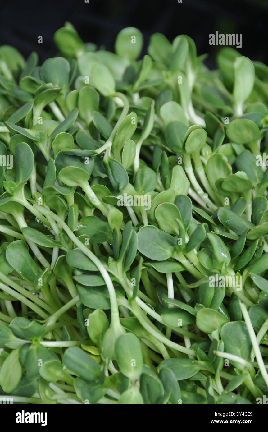 Sonnenblume Sprossen im Verkauf bei Farmers Market Stockfoto