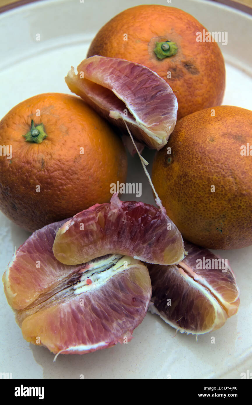 Citrus X aurantium (Sweet Orange Group) "Moro Blood" (F) - sizilianischen Blutorangen Stockfoto