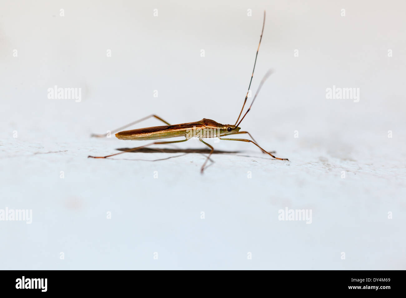 steigen Sie auf den Boden Aufenthalt ein Heteroptera warten Stockfoto