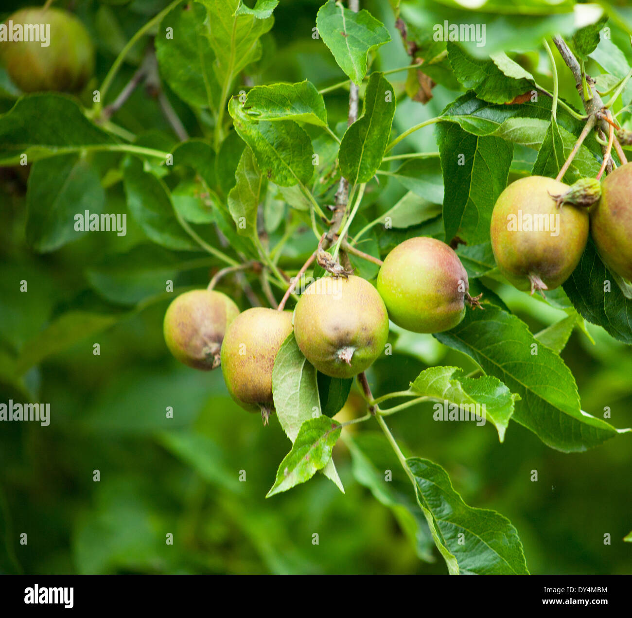 eine enge Schuss Äpfel wachsen auf einem Baum noch Gree mit ein wenig Farbe Stockfoto