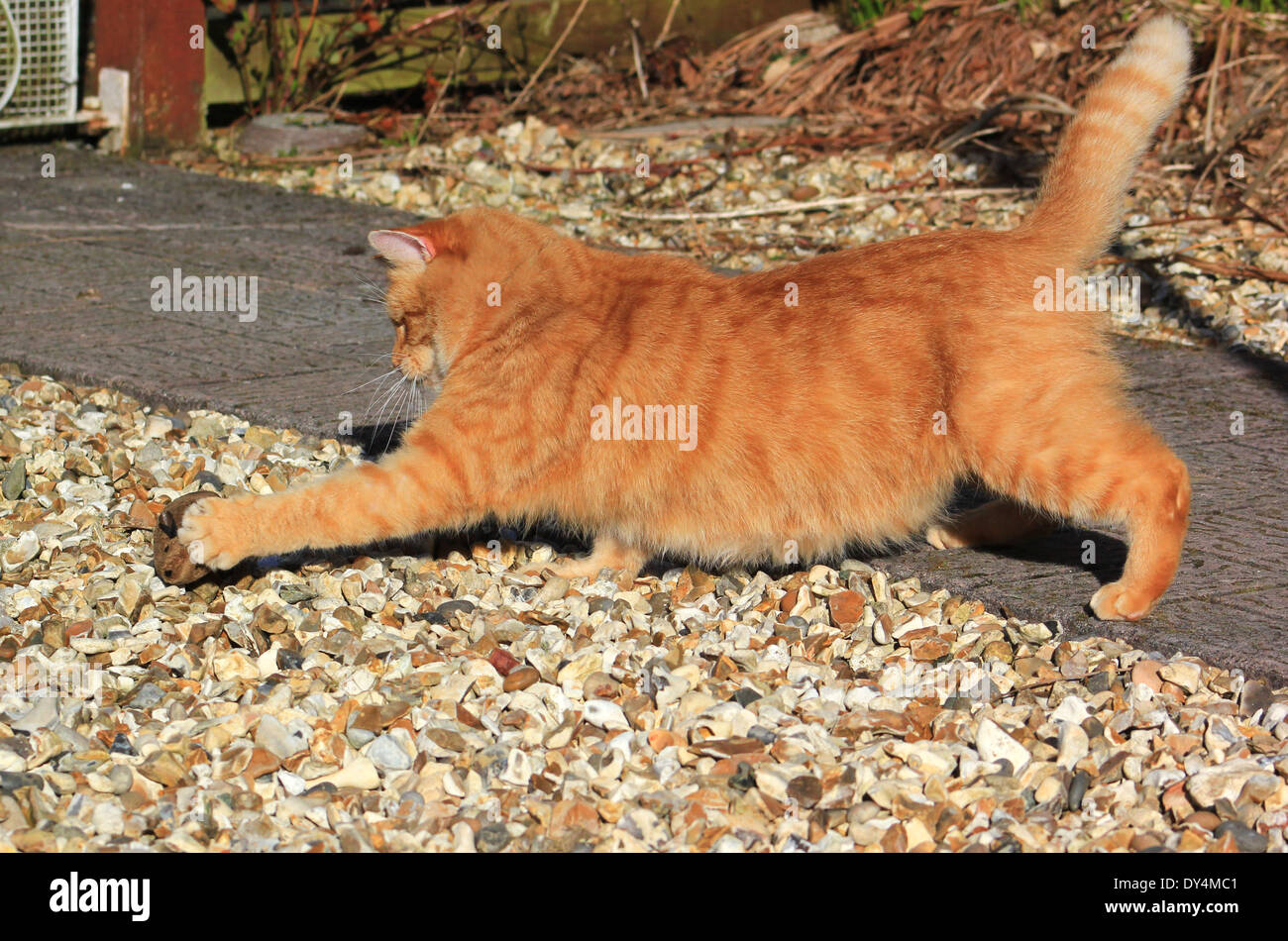 Ingwer Katze spielt mit Spielzeug-Maus Stockfoto