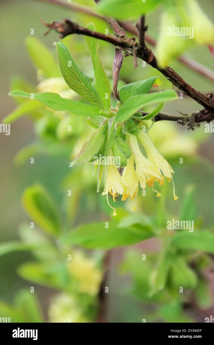 Maibeere Bluete - Lonicera Kamtschatica Blüte 05 Stockfoto