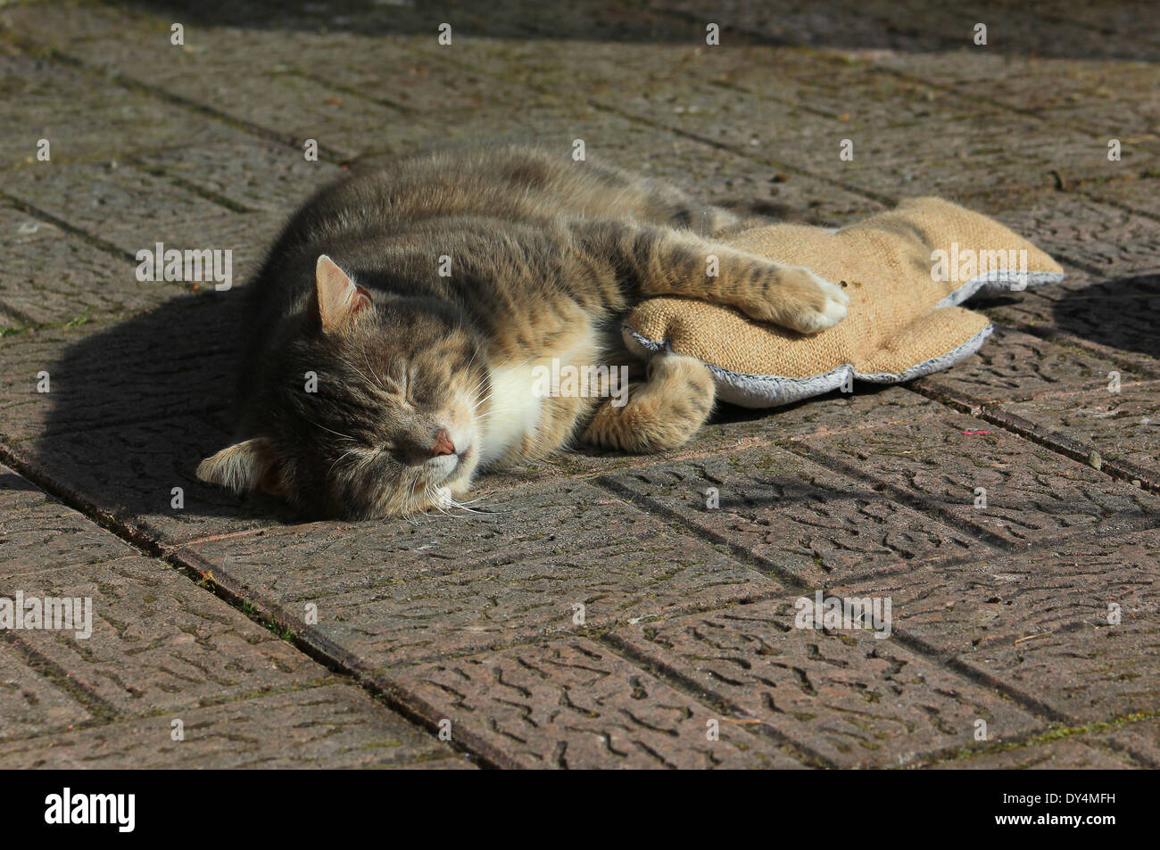Graue Katze schlafen mit Zierfisch Stockfoto
