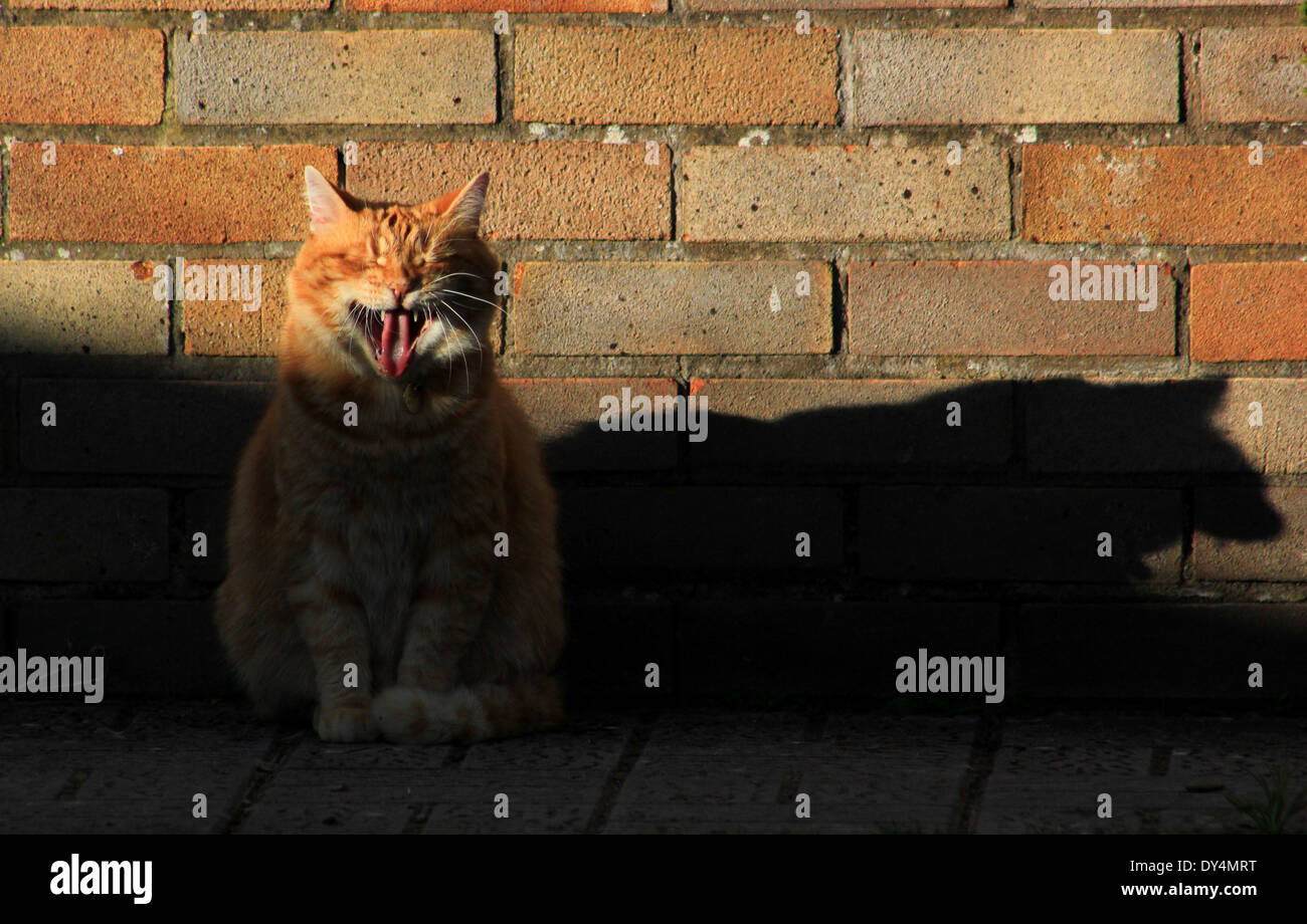 Ingwer-Katze und Schatten Stockfoto