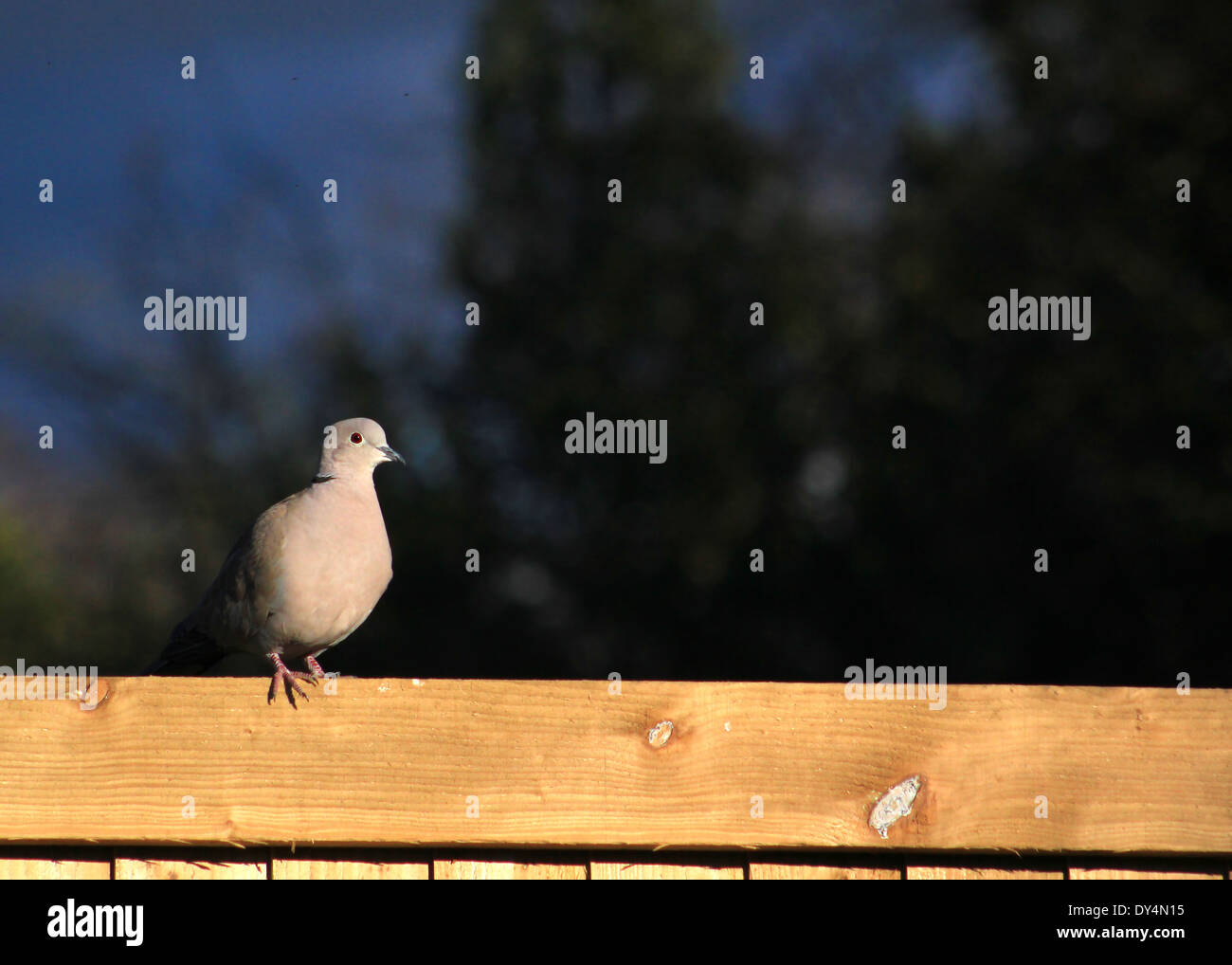 Collared Dove am Gartenzaun Stockfoto