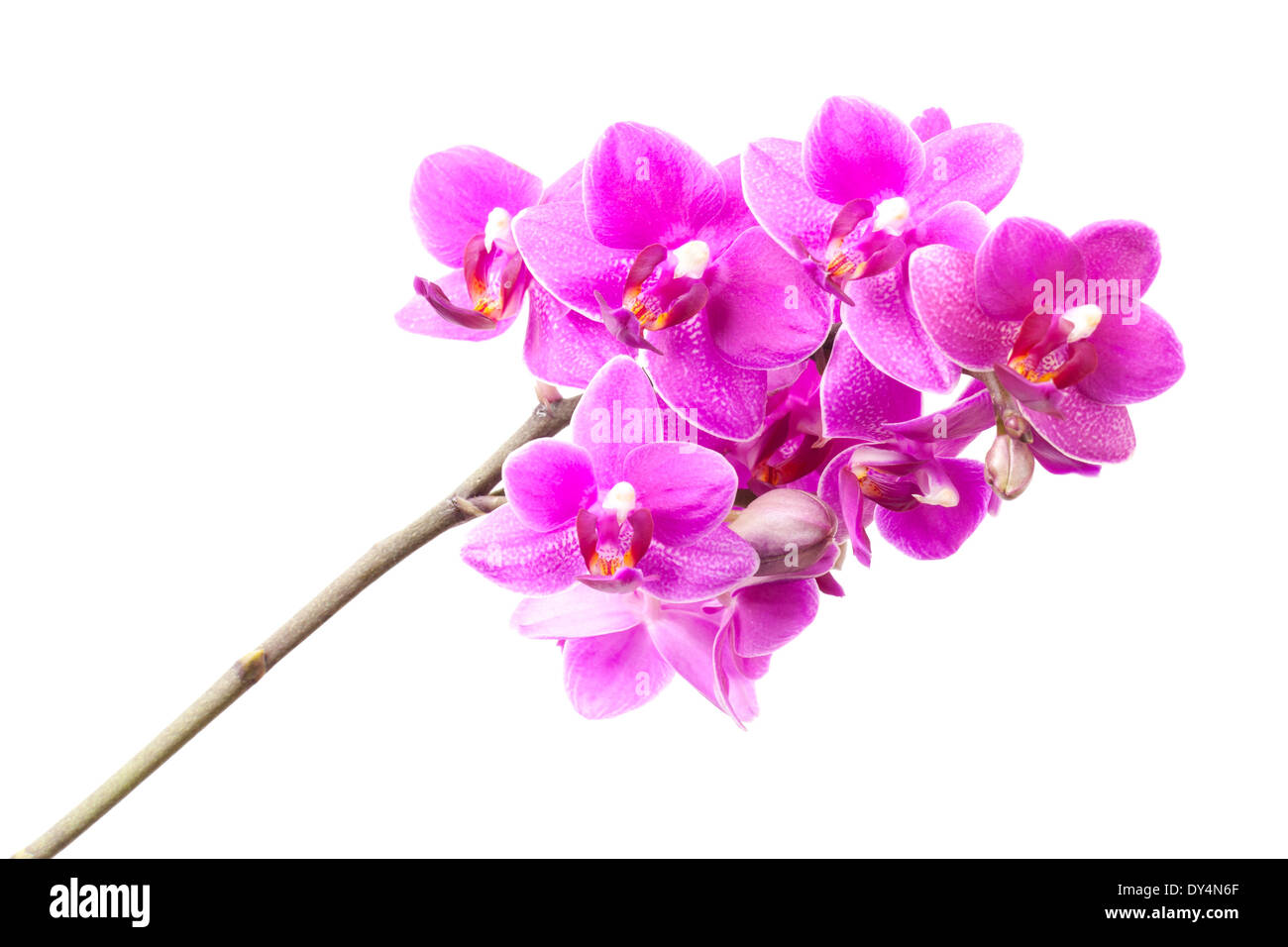 Gruppe von rosa Orchidee blüht isoliert auf weißem Hintergrund Stockfoto