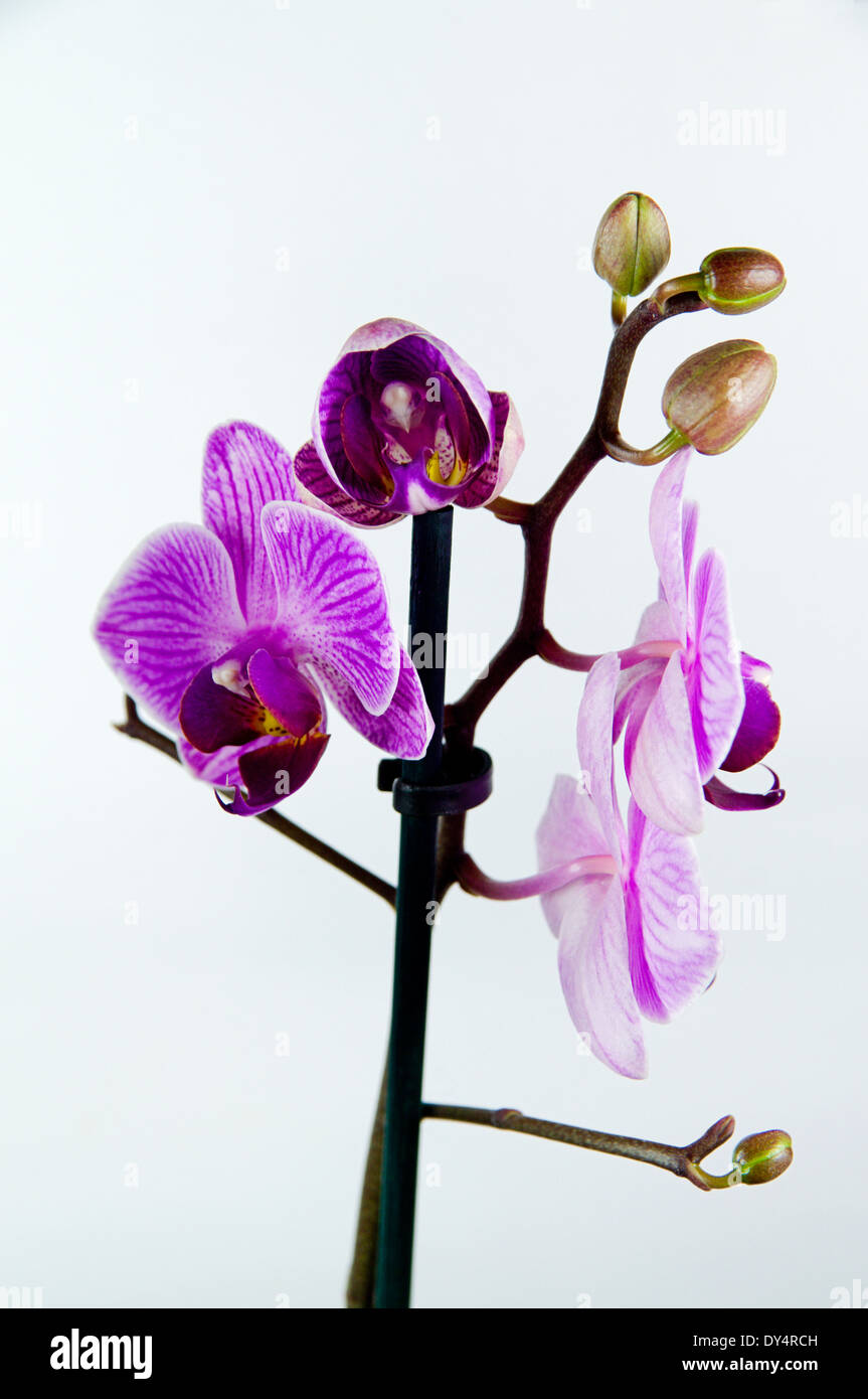 Ornamentale Orchidee. Stockfoto