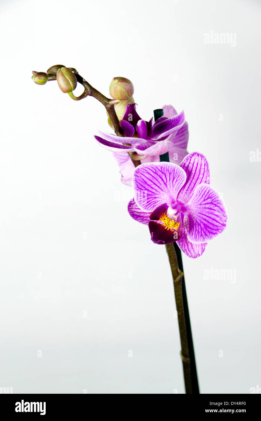 Ornamentale Orchidee. Stockfoto