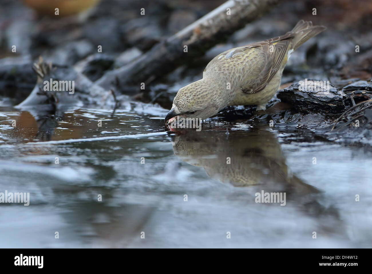 Papagei Fichtenkreuzschnabel (Loxia Pytyopsittacus) Stockfoto