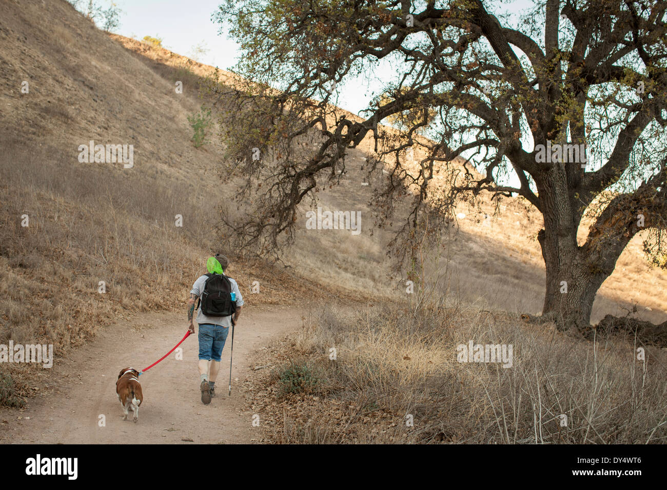 Reifer Mann und sein Basset Hound, Wandern in den Bergen von Santa Monica, Kalifornien, USA Stockfoto