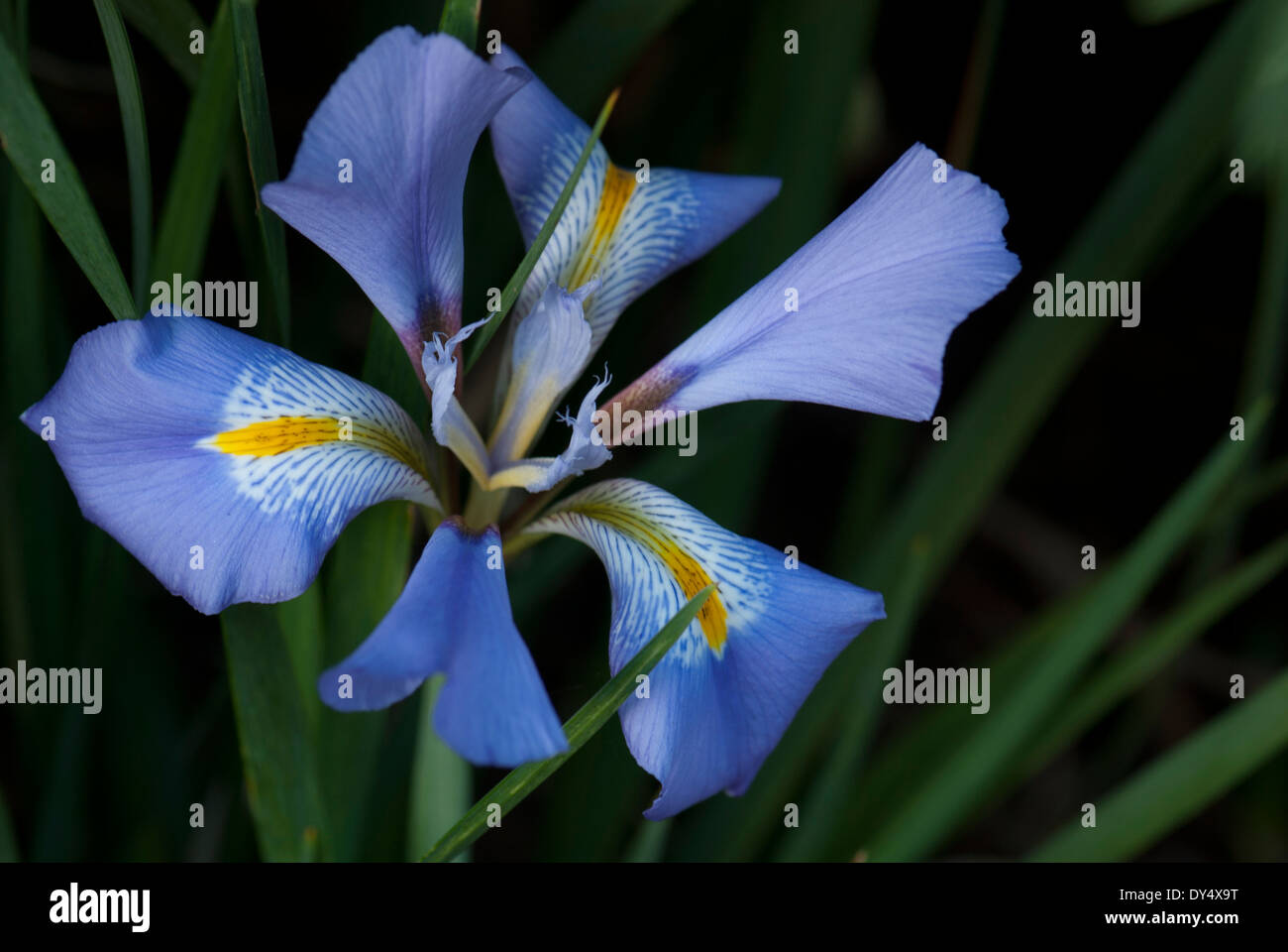 Nahaufnahme von Iris Unguicularis in Blüte (8609) Stockfoto