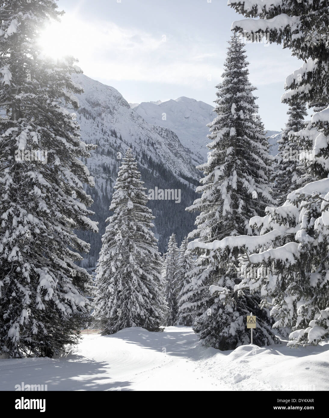 Verschneite Tannen, Lech, Österreich Stockfoto