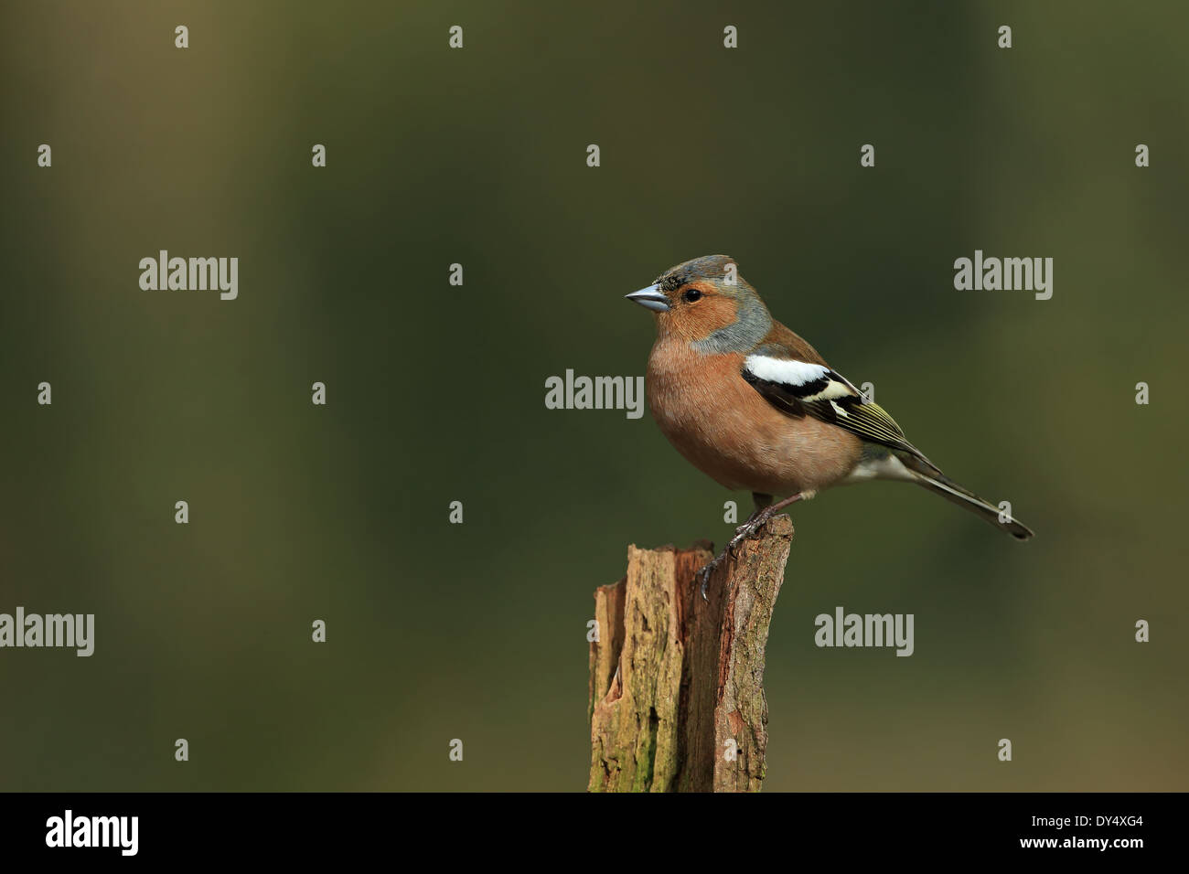 Buchfinken (Fringilla Coelebs) Stockfoto
