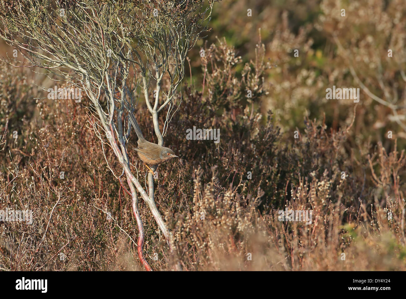 Dartford Warbler (Sylvia Undata) Stockfoto