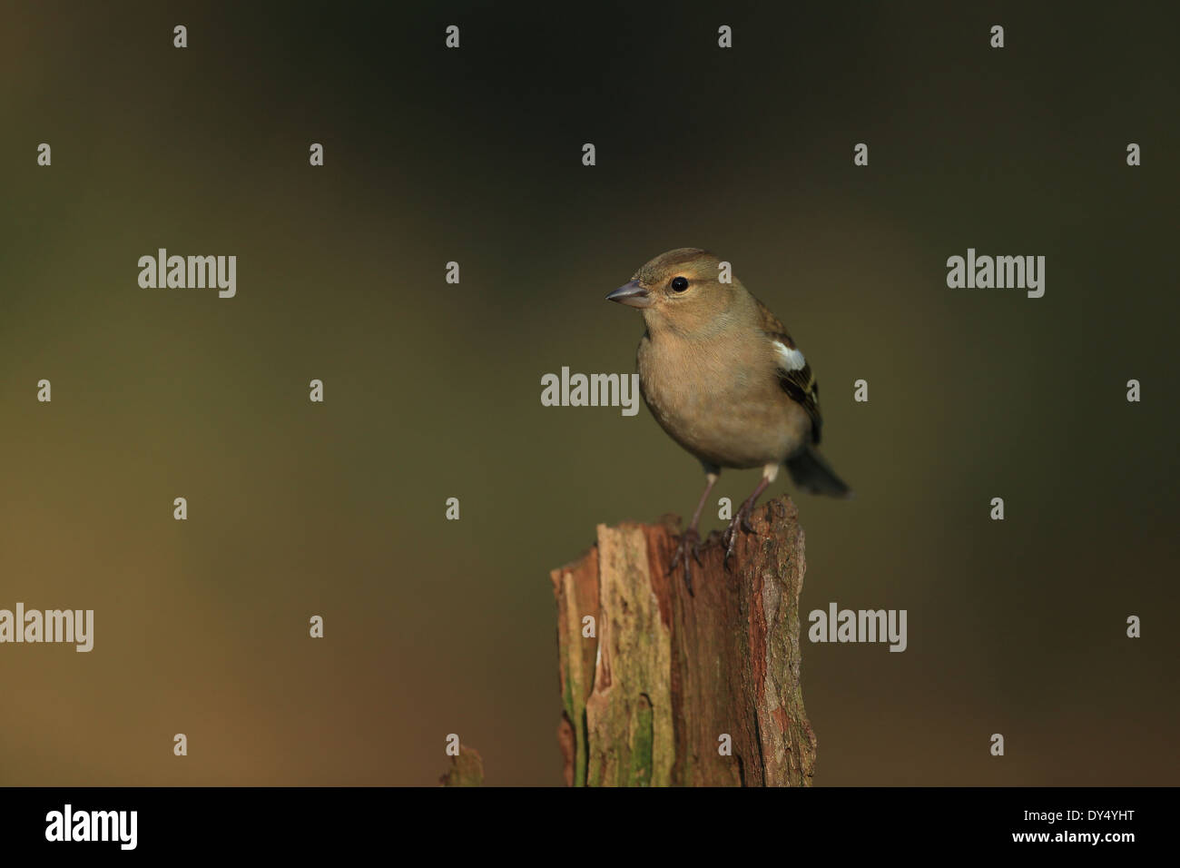 Buchfinken (Fringilla Coelebs) Stockfoto