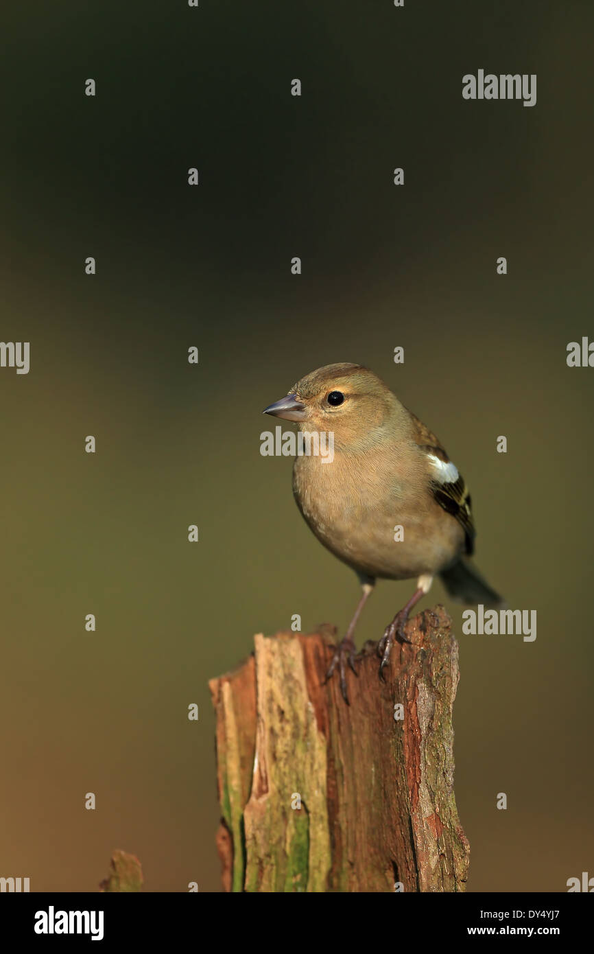 Buchfinken (Fringilla Coelebs) Stockfoto