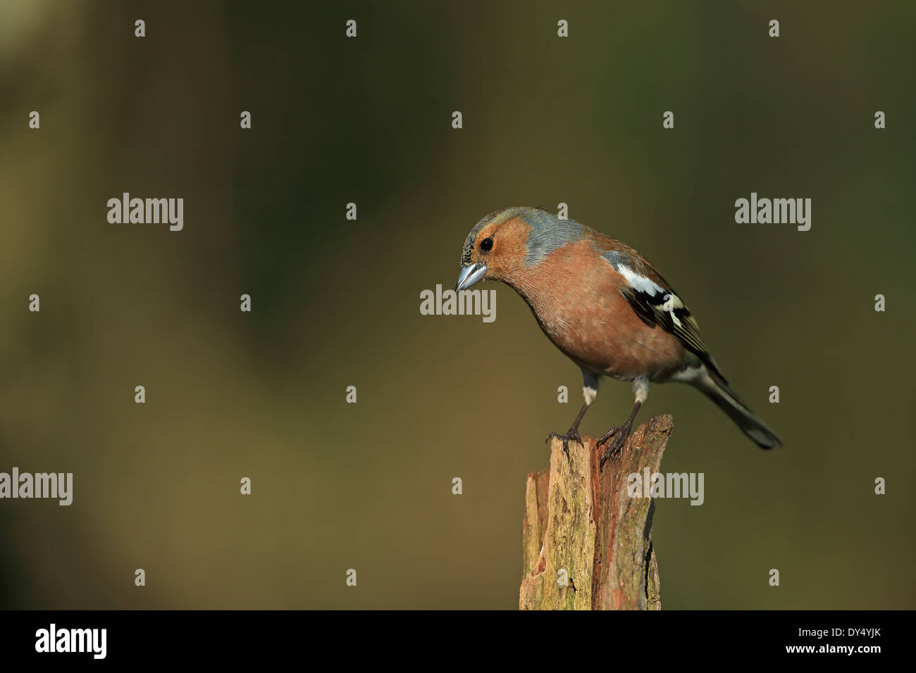 Buchfinken (Fringilla Coelebs) Stockfoto