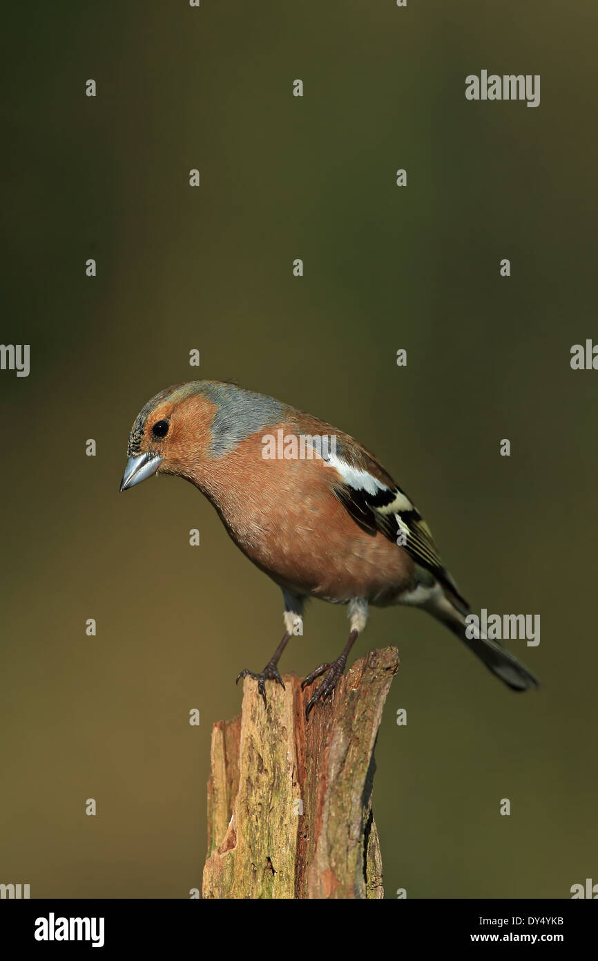 Buchfinken (Fringilla Coelebs) Stockfoto