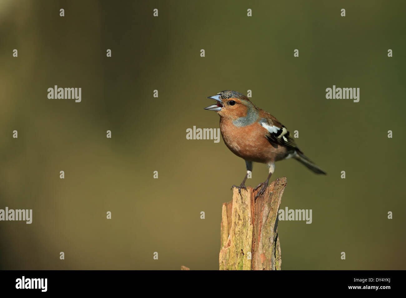 Buchfinken (Fringilla Coelebs) Stockfoto