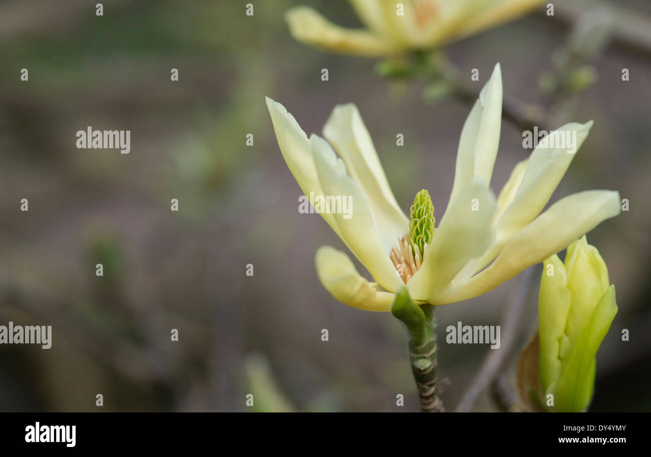 Magnolia Schmetterlinge Blume Stockfoto