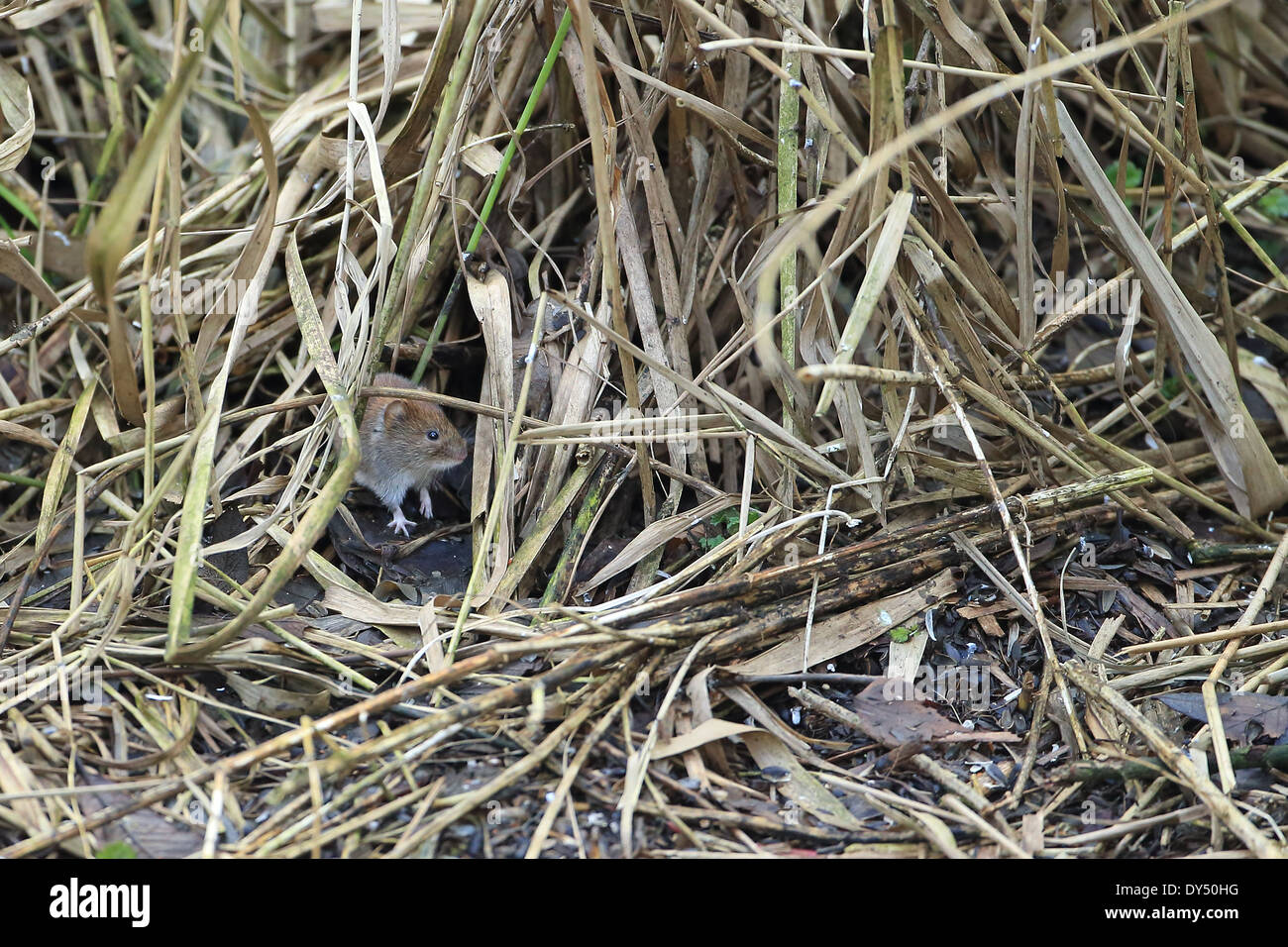 Rötelmaus (Myodes Glareolus) Stockfoto
