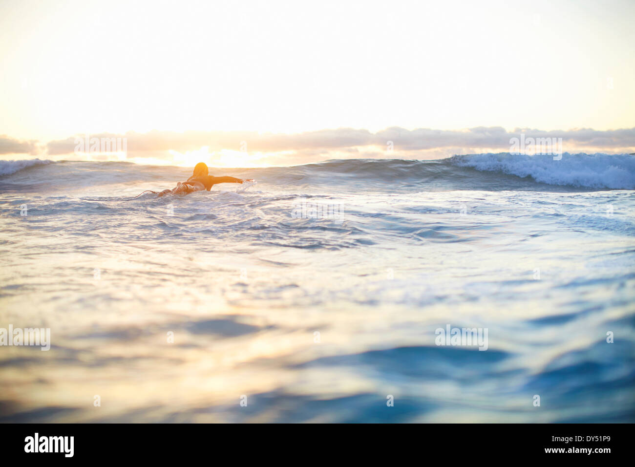 Surferin, Schwimmen Wellen auf Surfbrett, Sydney, Australien Stockfoto