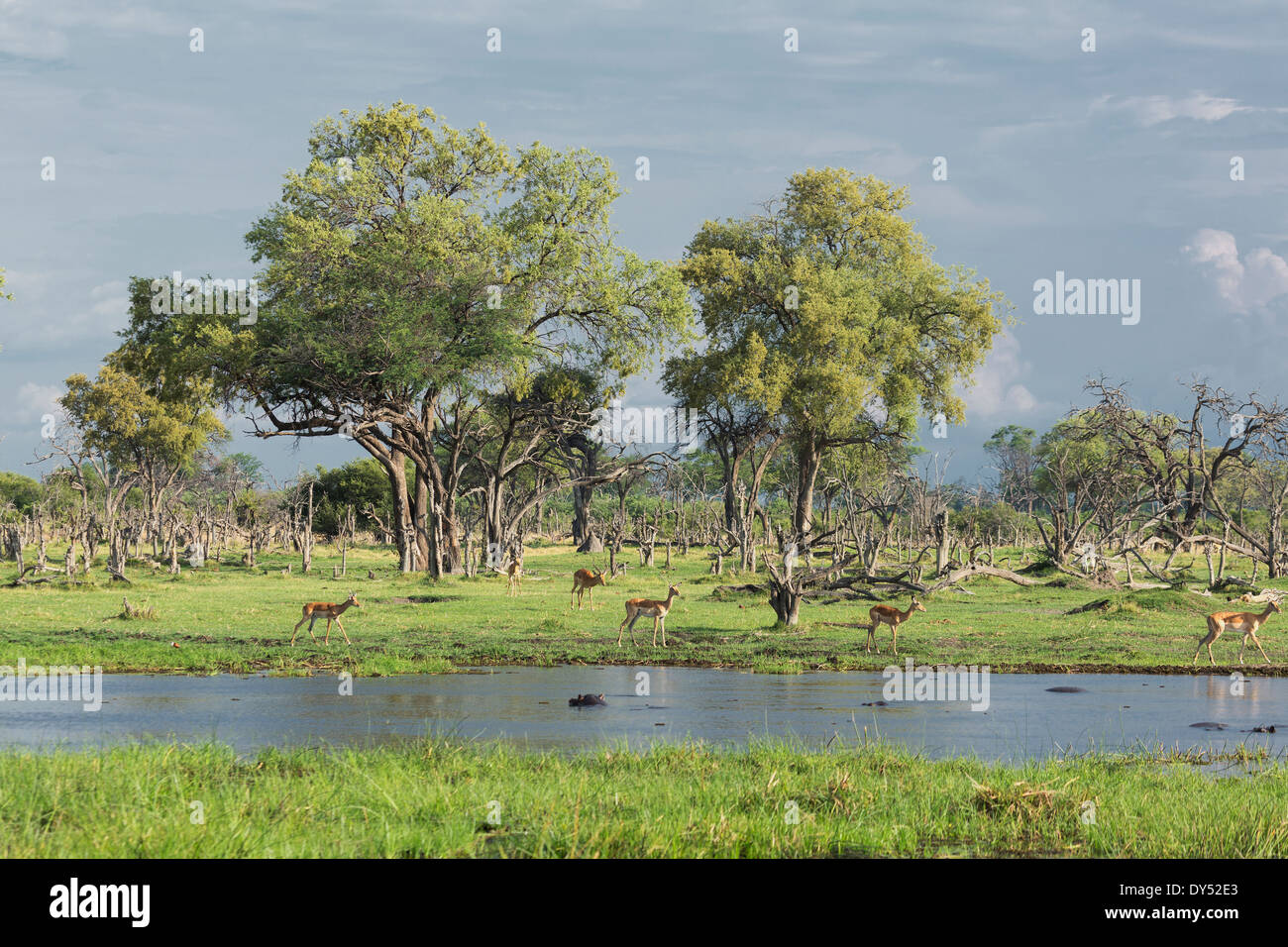 Impalas (Aepyceros Melampus) Stockfoto