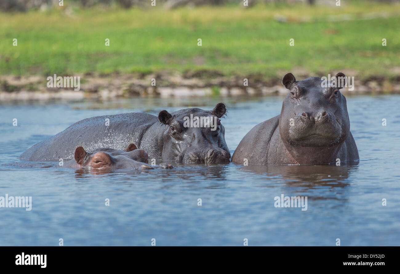 Flusspferde (Hippopotamus Amphibius) Stockfoto